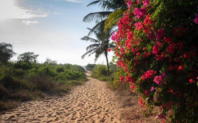 Candolim Beach Goa