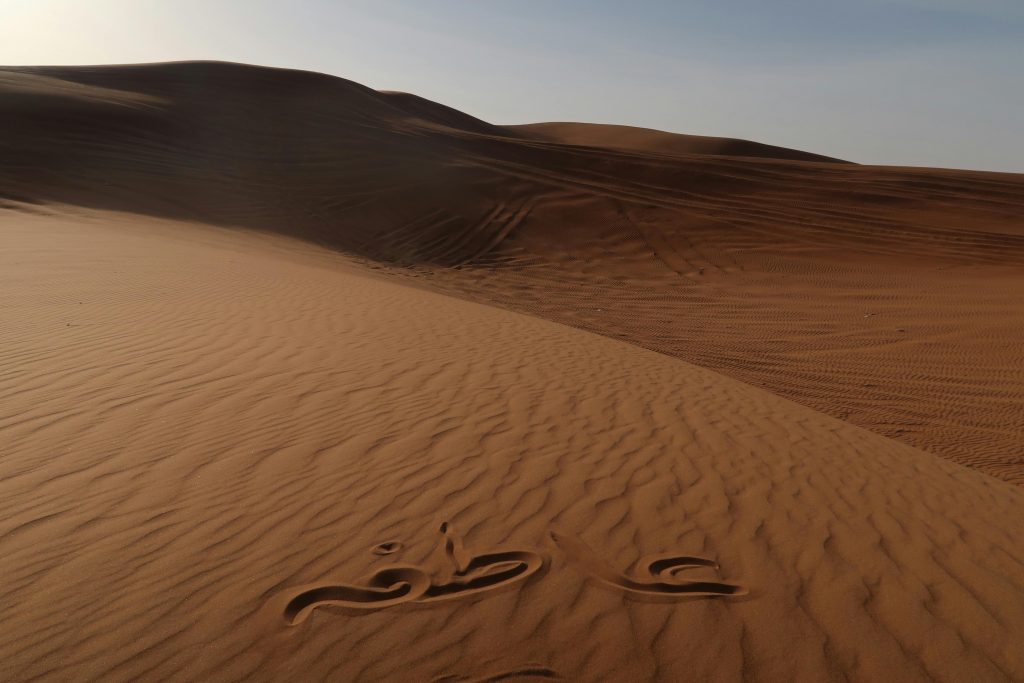 Dubai’s Desert Adventures: Camel Treks and Sandboarding