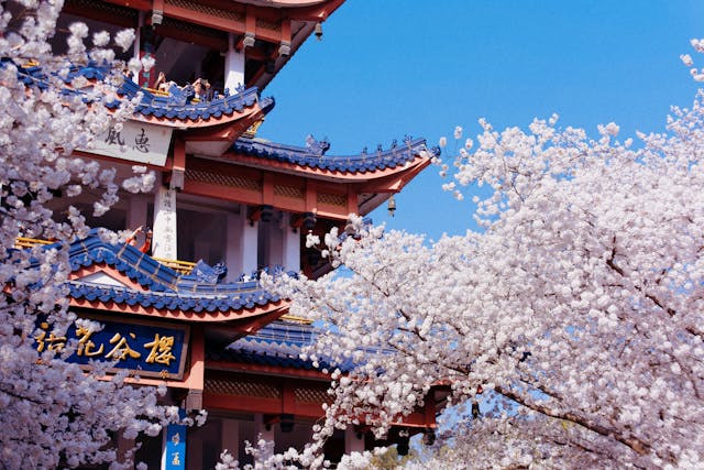 Traveler’s Guide to the Cherry Blossom Festival in Tokyo Book your accommodations on Booking.com.